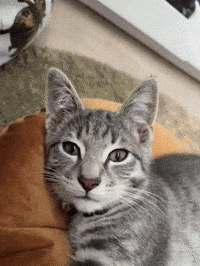 Clubhouse 偷偷摸摸 GIF
