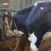 Cow No GIF by TRT