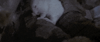 man in the wilderness bunny GIF by Warner Archive