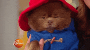 Paddington Bear Dog GIF by Rachael Ray Show