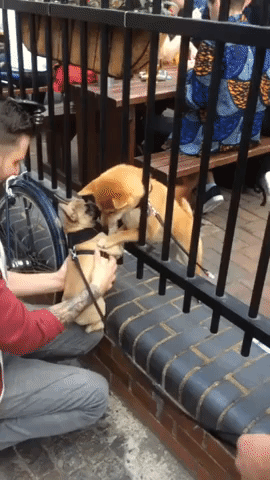Shiba and French Bulldog Experience Love at First Sight