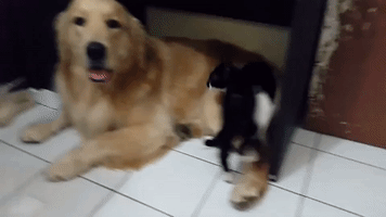 Cute Cat Pesters Patient Dog for Attention