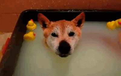 animal halloween GIF
