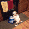 Video gif. Dog sits on its butt in front of the oven in the kitchen, its front paws on top of a Bud Light box. Its owner tries to get closer to the dog and reach for the box, but the dog bares its teeth and growls.