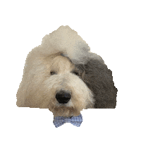 Sheepdog Oes Sticker by DopeDog