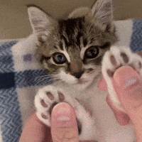 cocochamale cat kitty kitten meow GIF