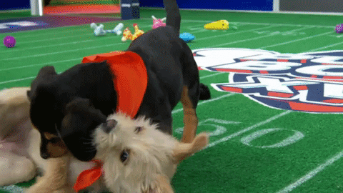 Animal Planet GIF by Puppy Bowl