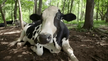 Relax Cow GIF by Mercy For Animals