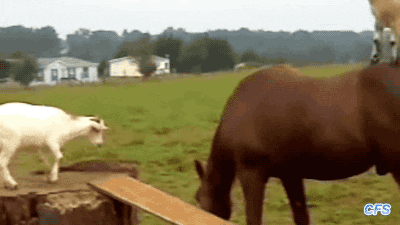 horse goat GIF