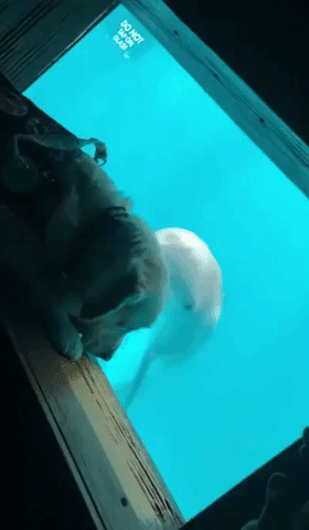 Leo the Service Dog Connects with Hope the Dolphin at Florida Aquarium