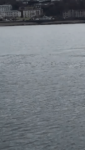 Orcas Spotted in Scotland's River Clyde