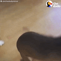 pit bull zoomies GIF by The Dodo