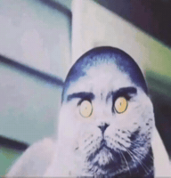 Scottish Fold Cat GIF