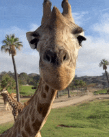 Hungry Fun GIF by San Diego Zoo Wildlife Alliance