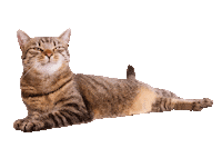 Cat Sticker by ViennaTouristboard