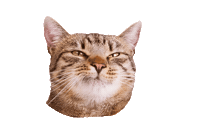 Cat Sticker by ViennaTouristboard