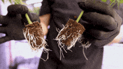 Plant Grow GIF by Exclusive Brands