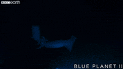 blue planet fight GIF by BBC Earth