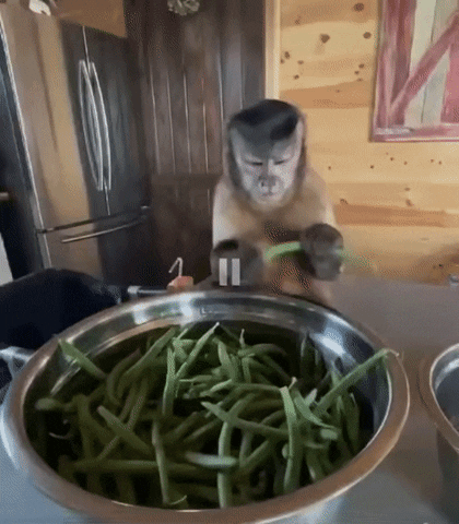 cuteanimalland giphyupload GIF