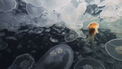 moon jelly jellyfish GIF by Nat Geo Wild