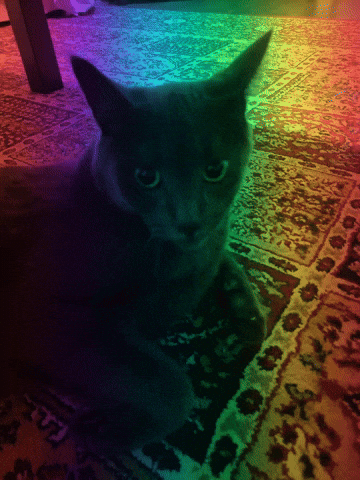 abdullahmk47 cat cats giphycreatortest grey GIF