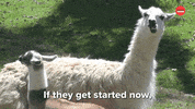 Vote Voting GIF by BuzzFeed