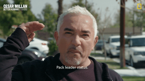 Dogwhisperer GIF by National Geographic Channel