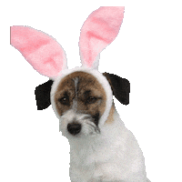 Dog Food Sticker by Pets Deli