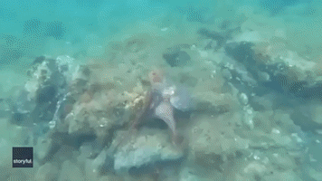 Deadly Love: Female Octopus Strangles Male After Mating