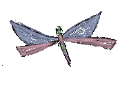 Pink Butterfly Sticker by BVK Students Hannover