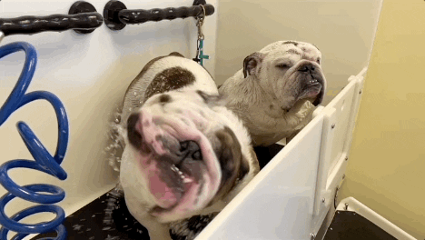 Drake Mascot GIF by DrakeUGriff