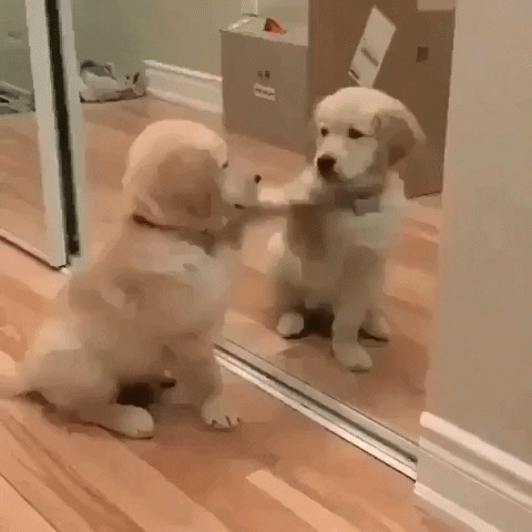 cuteanimalland giphyupload GIF