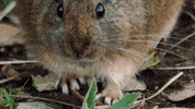 Snack Eat GIF by ABC Network