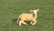 GIF by THELOCALSOUTFITTER