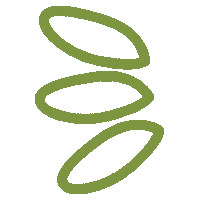 Adorno Kiwis Sticker