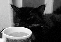 my cat GIF by Maudit