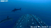 blue planet ocean GIF by BBC Earth