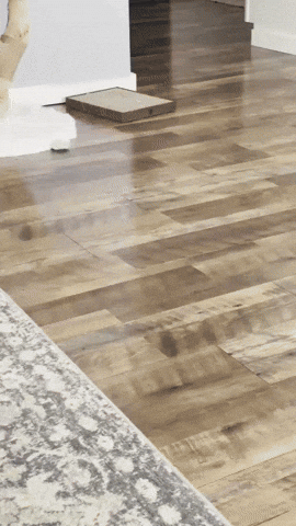 Cat Car GIF