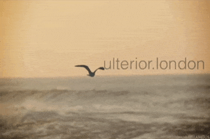 ulteriorlondon nature bird sea flying GIF