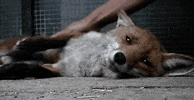 this is love hug GIF