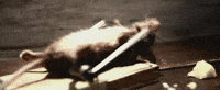 mouse GIF
