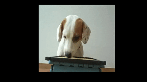 Jack Russell Beagle GIF by WoofWaggers