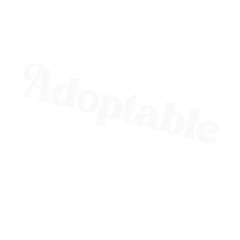 Adopt A Dog Sticker by Good Vibes Dogtography