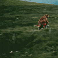 Highland Cow Goodbye GIF by Virgin Media