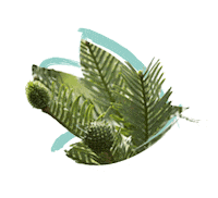 Australia Pine Sticker by NSW Department of Planning, Industry and Environment