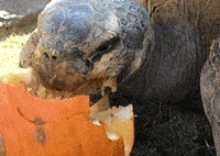 turtle lol GIF by San Diego Zoo