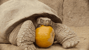 San Diego Zoo Eating GIF by San Diego Zoo Wildlife Alliance