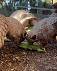San Diego Baby GIF by San Diego Zoo Wildlife Alliance