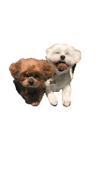 Best Friends Sisters Sticker by ccvnola