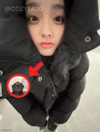 Kpop Meme GIF